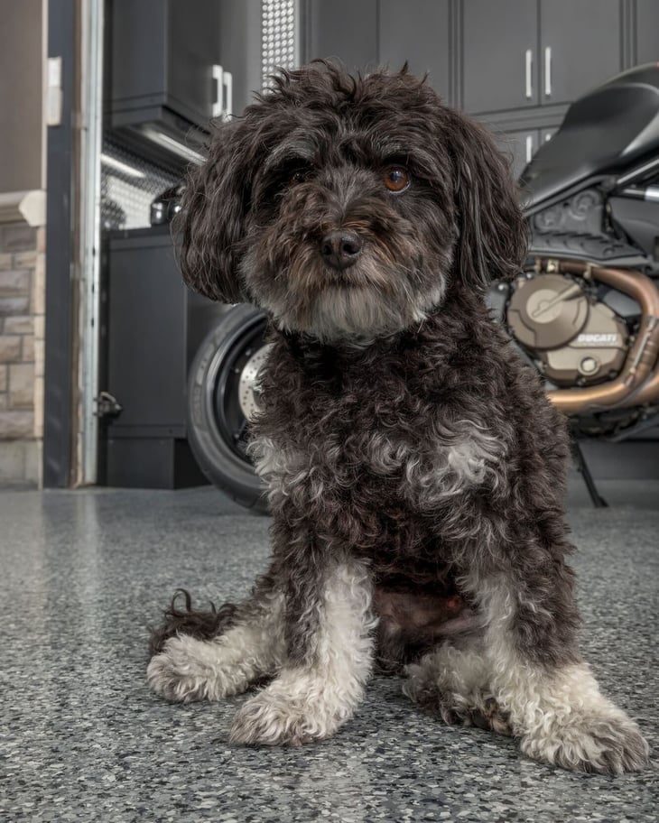 cute dog sitting on garage floor