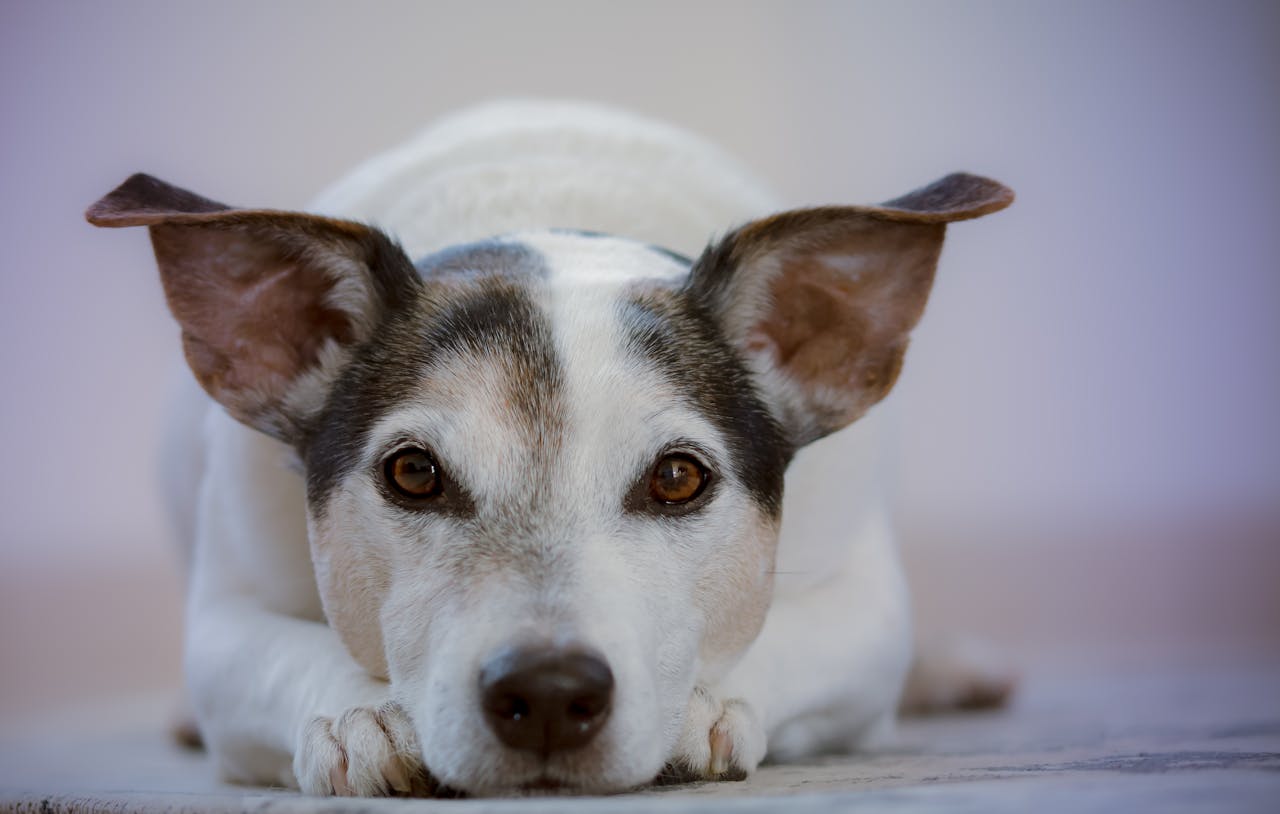 dog resting on floor