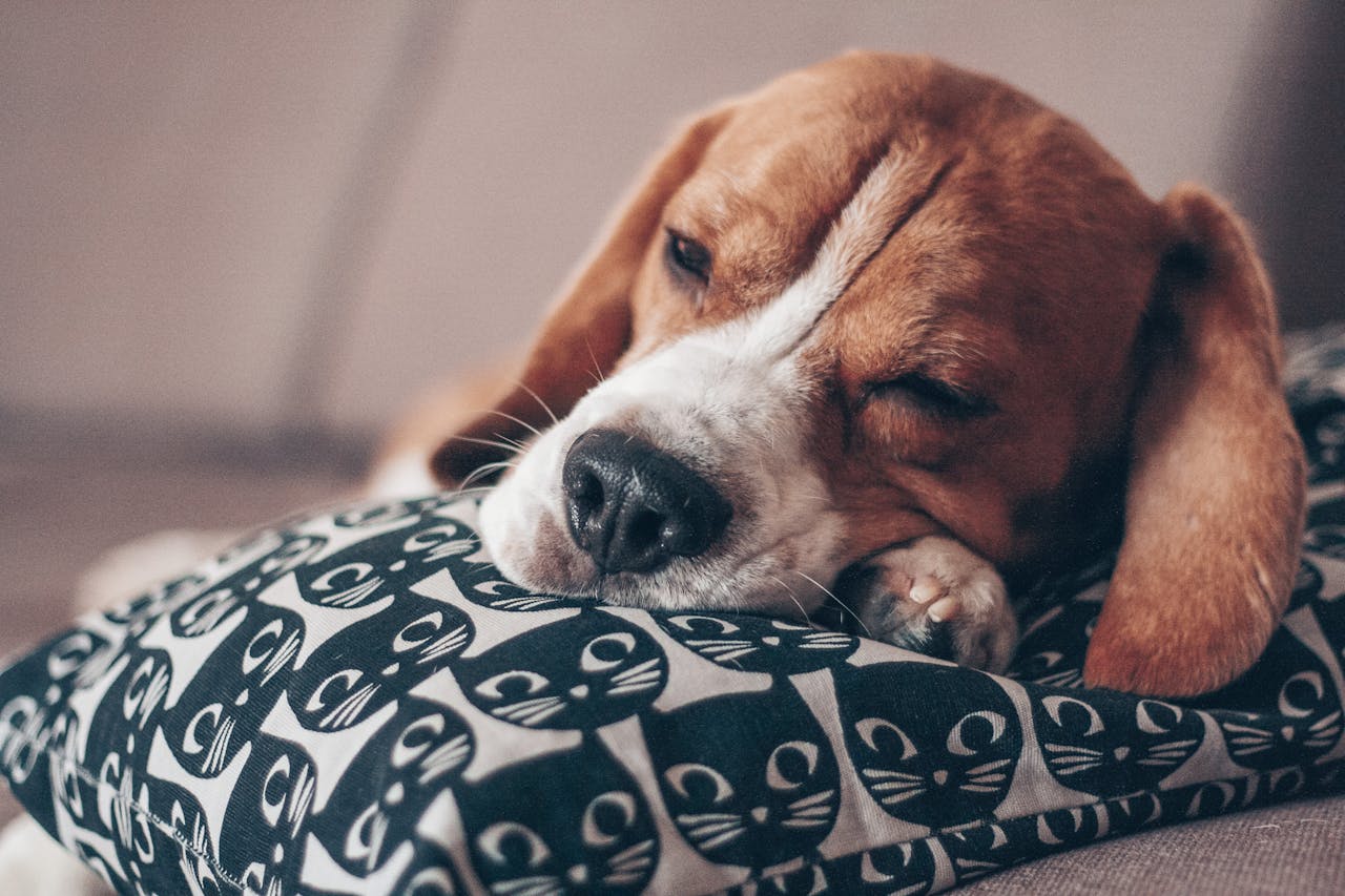 dog sleeping on pillow